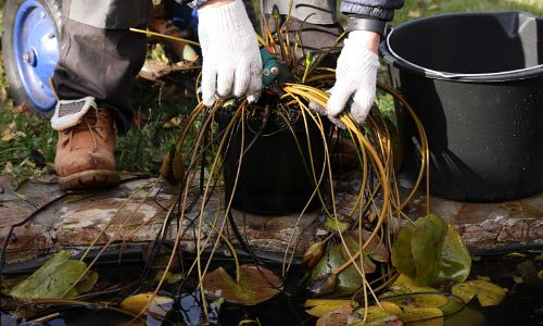 De vijver aanplanten