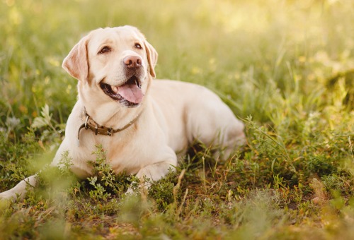 Poids du chien Poids du chien