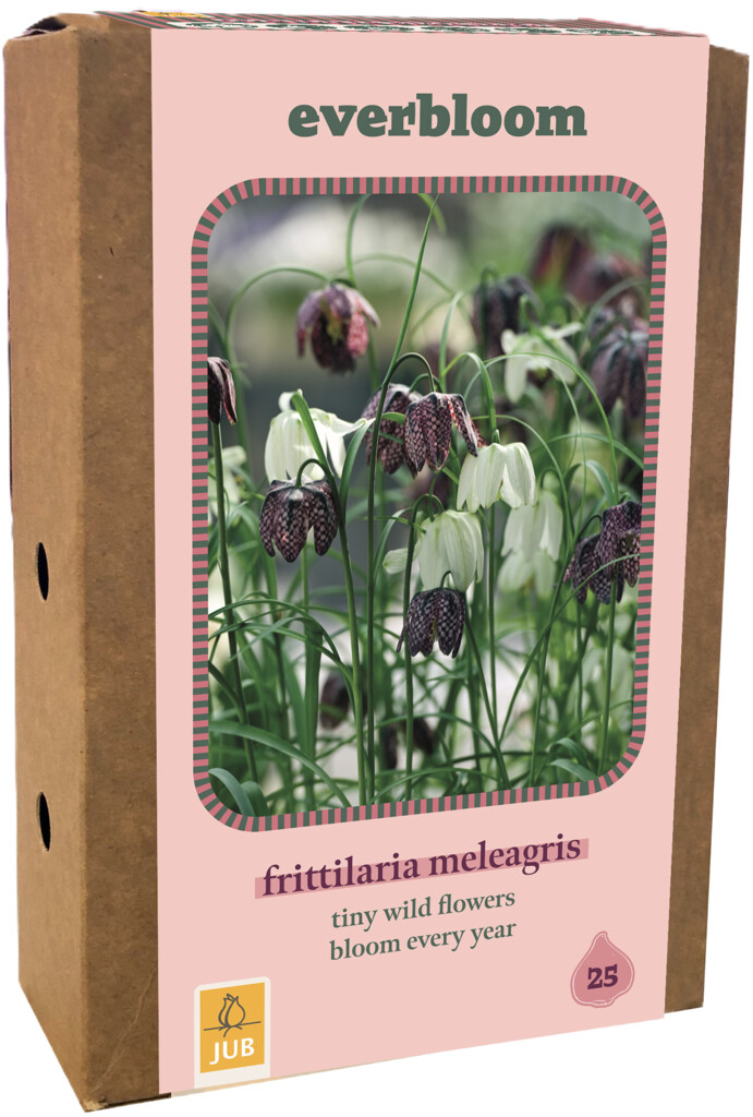 X1 Doos 25 Everbloom Fritillaria Meleagris 6/7
