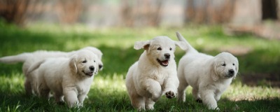 Alimentation pour chiots