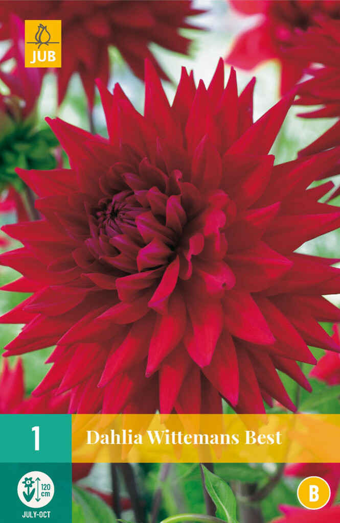 X1 Dahlia Wittemans Best