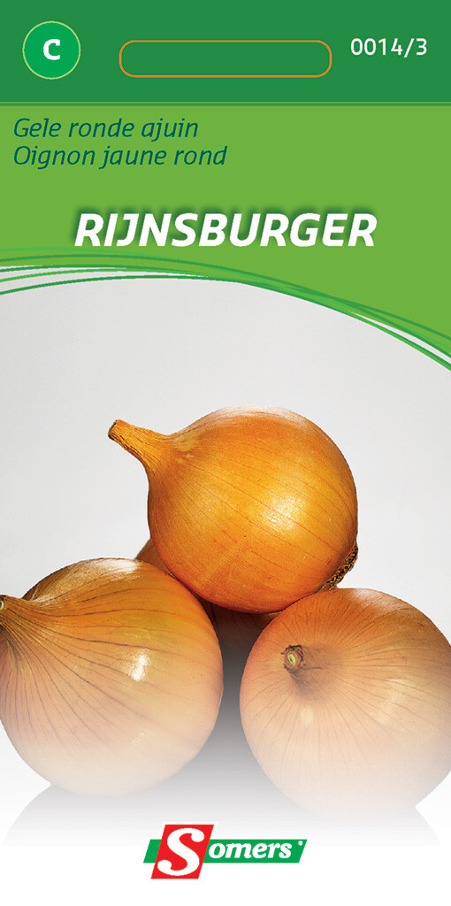 Gele ronde ajuin Rijnsburger