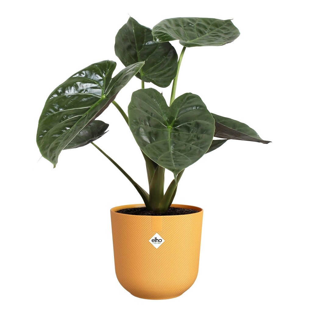 Jazz Rond 23cm amber geel