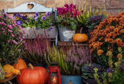 Jardin le mois d'octobre -  jardin d'ornement