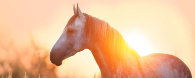 Le cheval âgé