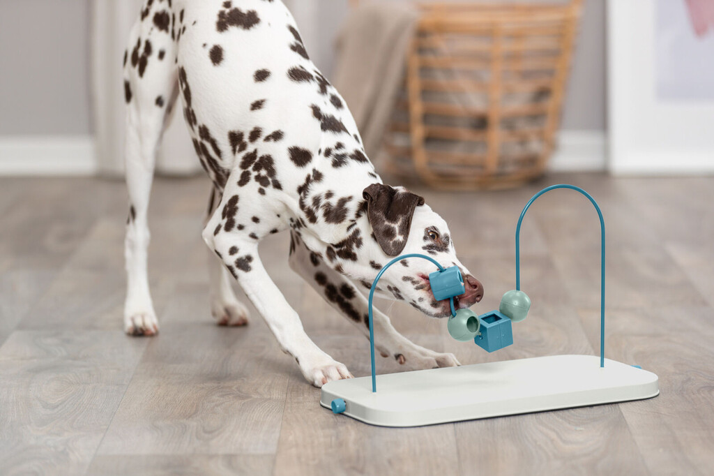Dog Activity Skills Loop