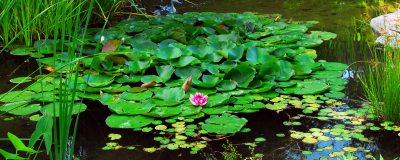 3 vereisten voor gezond vijverwater