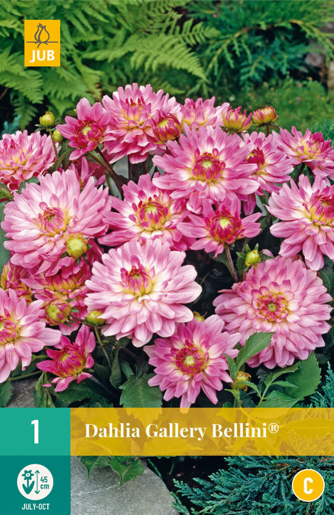 X1 Dahlia Gallery Bellini®