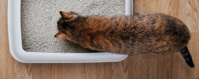 Ontbering Encommium Spreek uit De 10 kneepjes van de kattenbak | Horta Tuin&Dier