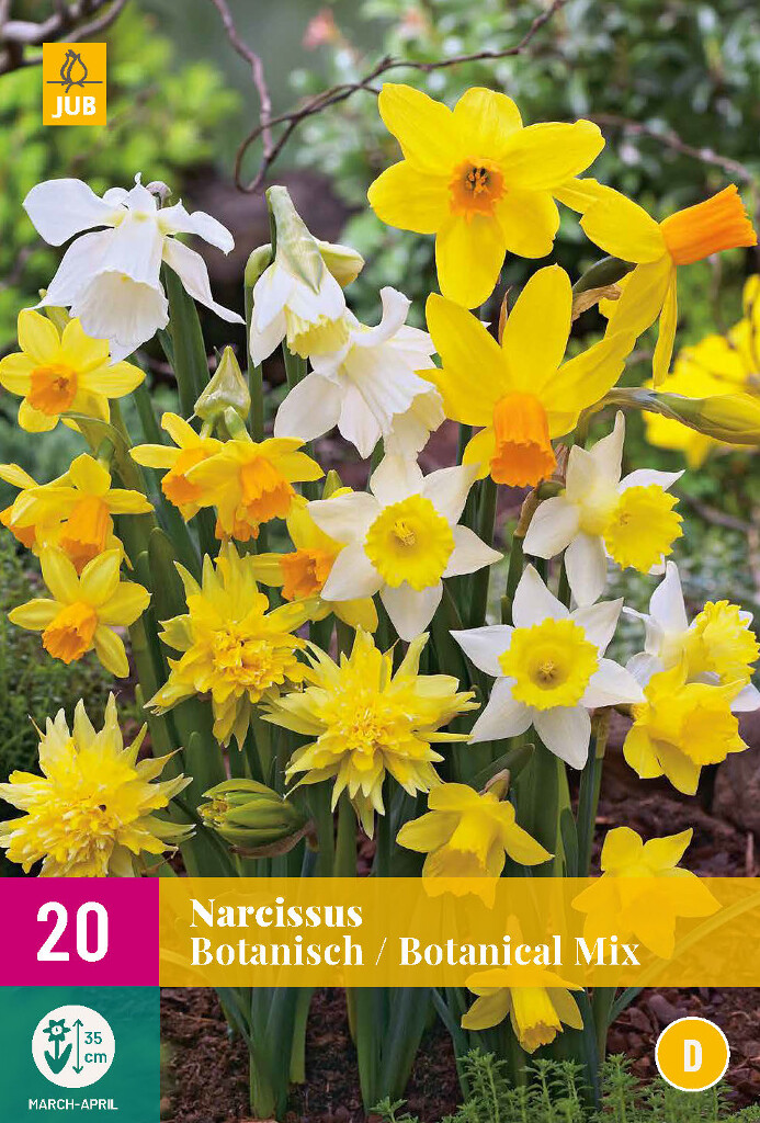 Narcissus Botanisch Mix