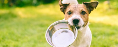 Voerbakken voor honden