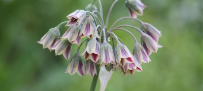 Conserver des bulbes de fleurs Conserver des bulbes de fleurs