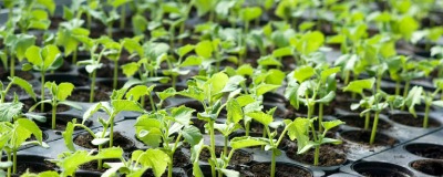 Planter pour le potager