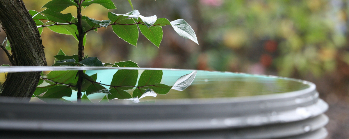Le jardin-éponge : ne gaspillez pas une goutte d’eau