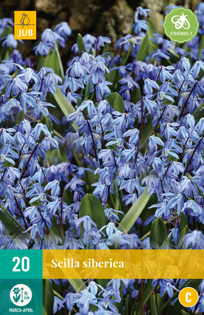 X 20 Scilla siberica
