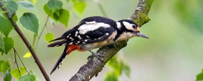 Bonte specht