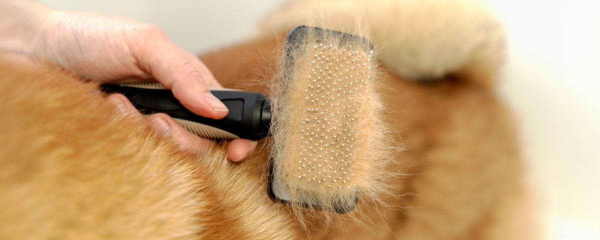 Votre animal mue ? Aidez-le un poil !