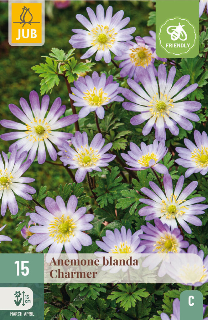X15 Anemone Blanda Charmer 5/+