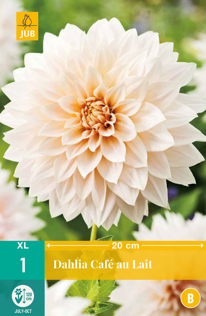 X1 Dahlia Café au lait