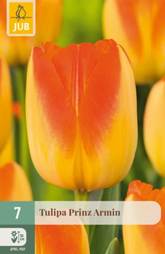 X7 Tulipa Prinz Armin