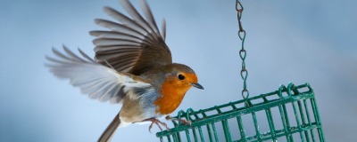 Rouge-gorge familier