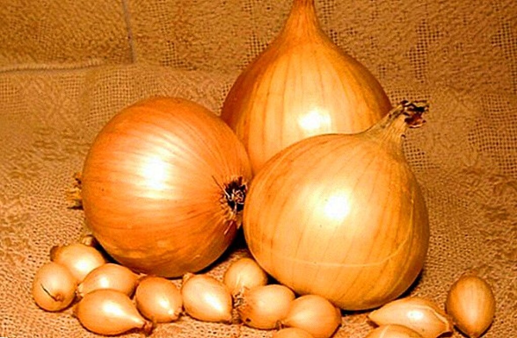 Oignon Centurion 14/21 500g