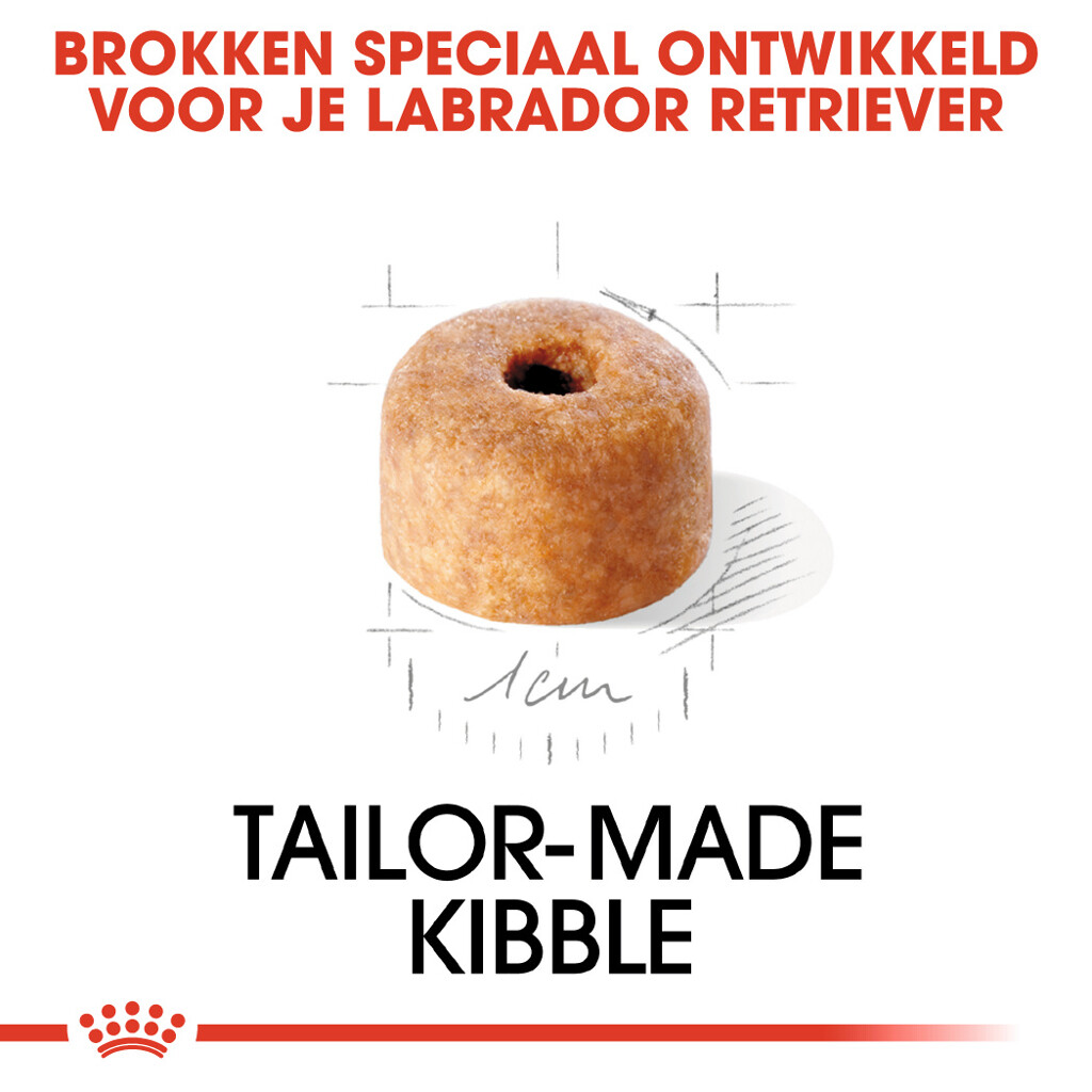 BHN Labrador Retriever Puppy 12kg