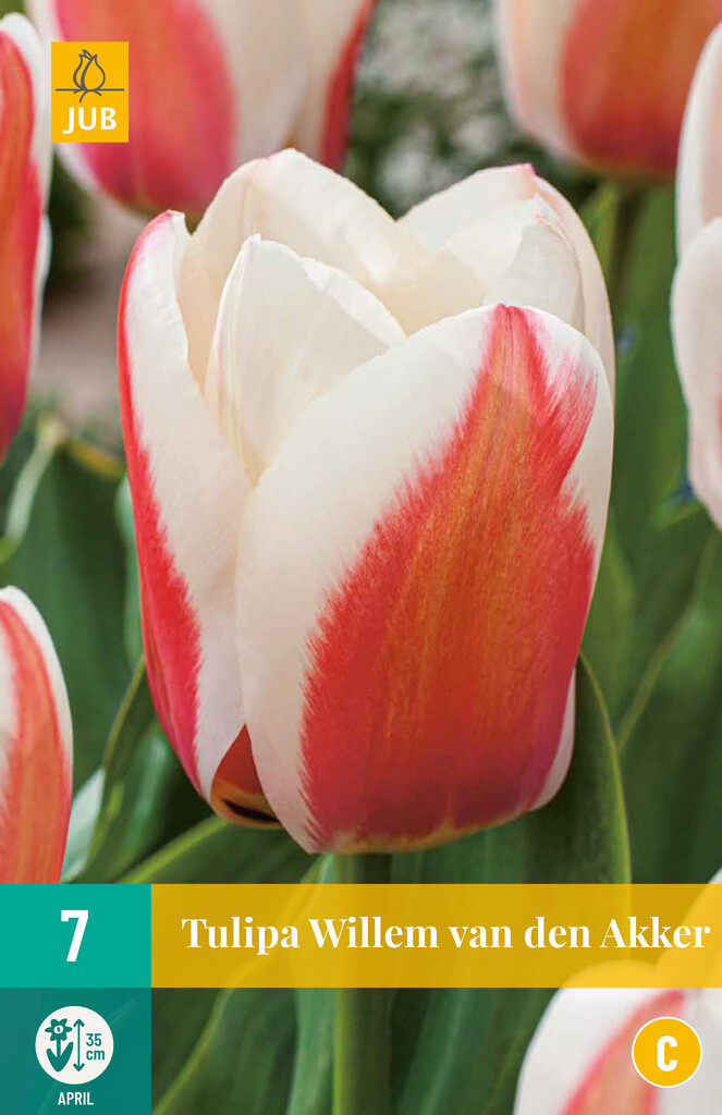 X 7 Tulipa Willem van den Akker