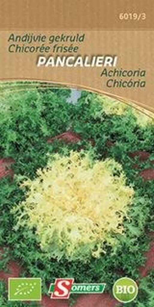 Be-Bio-02 Andijvie gekruld Pancalieri