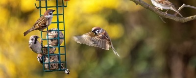 Jardin: les conseils de notre expert pour bien nourrir les oiseaux