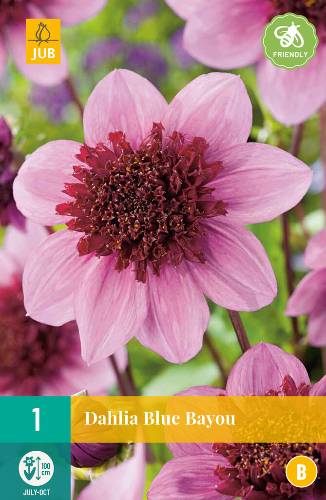 X1 Dahlia Blue Bayou