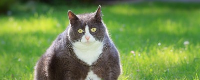 Overgewicht bij katten