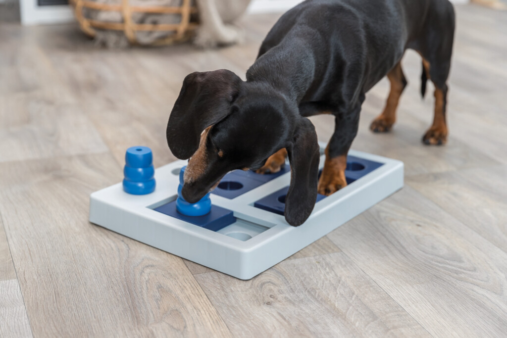 Dog Activity Jeu Stratégie Chess
