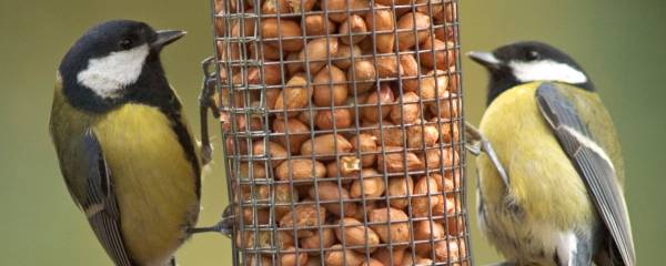 Nourrir les oiseaux du jardin tout au long de l'année Nourrir les oiseaux du jardin