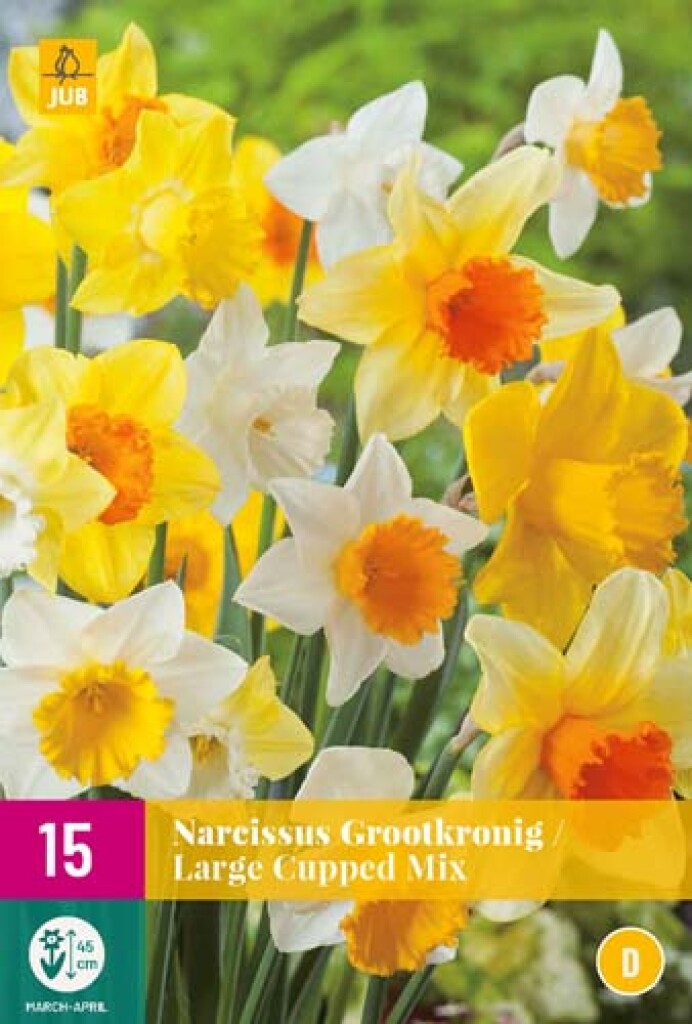 X 15 Narcissus Grootkronig Mix