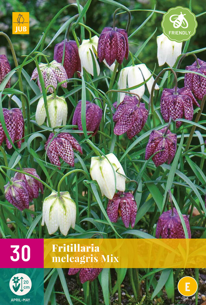 X 30 Fritillaria meleagris Mix