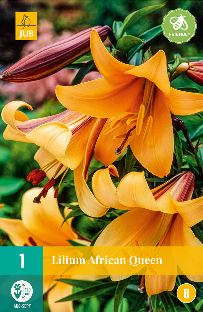 X1 Lilium African Queen