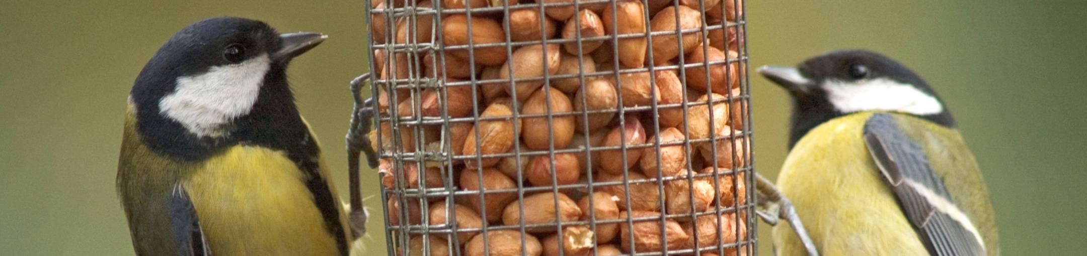 Tuinvogels voederen