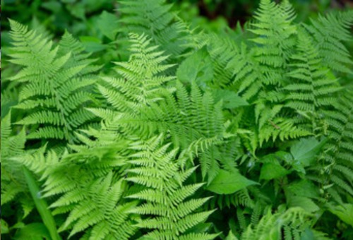 Des plantes vivaces pour vos bordures Des plantes vivaces pour vos bordures