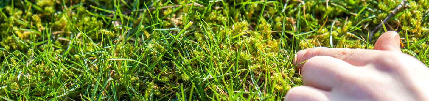 Mos in je gazon bestrijden Mos in je gazon bestrijden