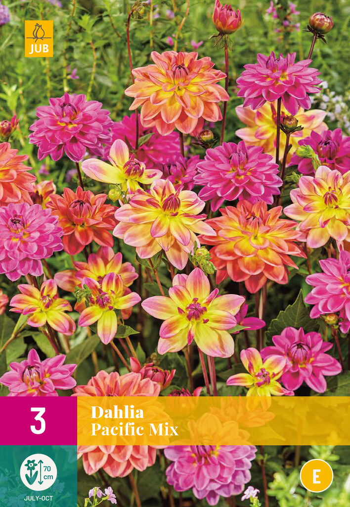 X3 Dahlia Pacific Mix