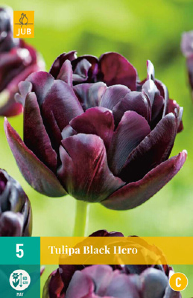 X 5 Tulipa Black Hero 11/12