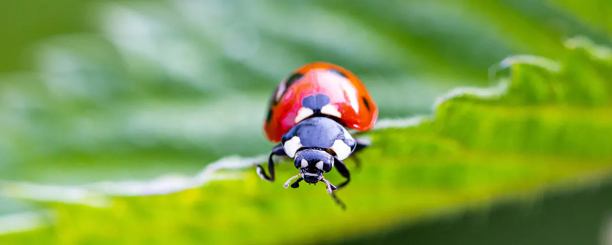 Les petites bêtes font toute la différence : le rôle de la coccinelle