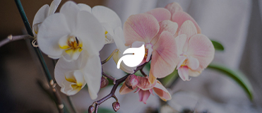 Plantenpaspoort: orchidee