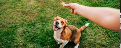 Snacks voor honden
