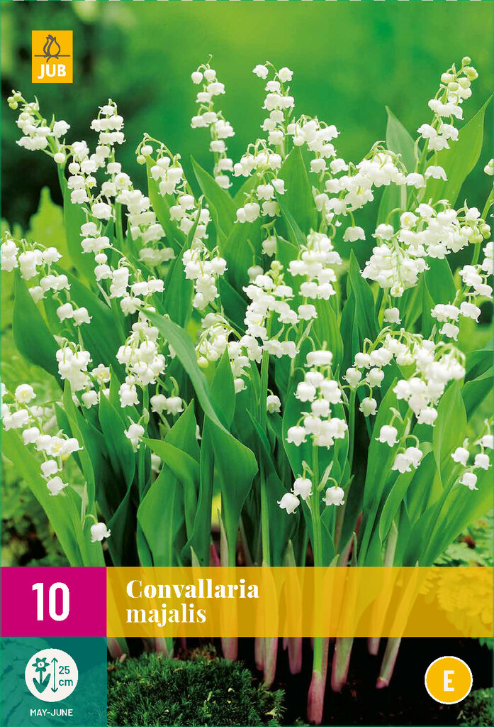 X10 Convallaria Majalis