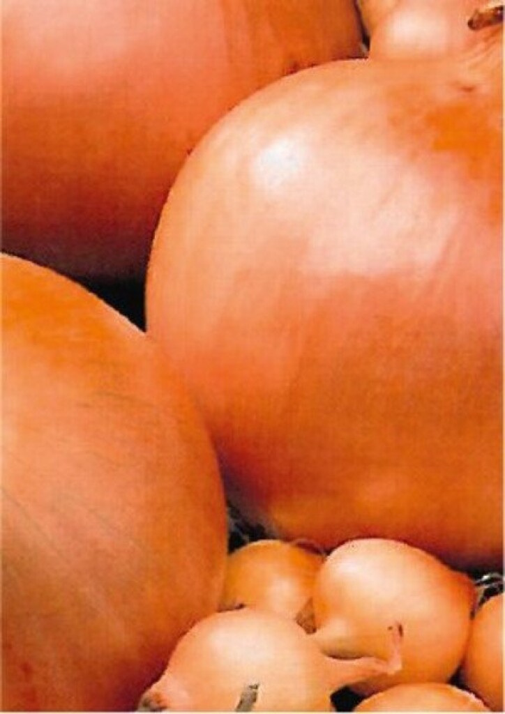 Oignon Stuttgart 14/21  250g Oignon Stuttgart 14/21  250g