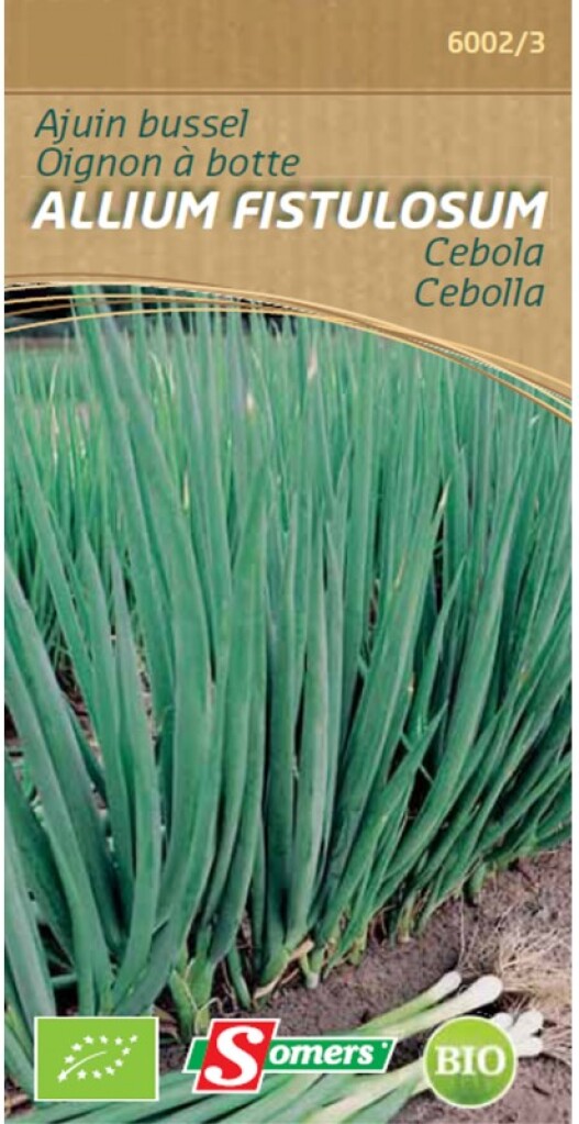 Be-Bio-02  Ajuin Bussel Allium Cebola