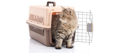 Transportbox voor katten Transportbox voor katten