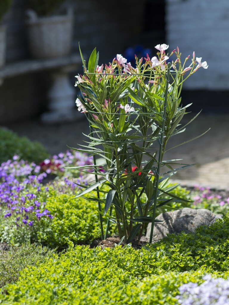 Plantensteun Plantensteun